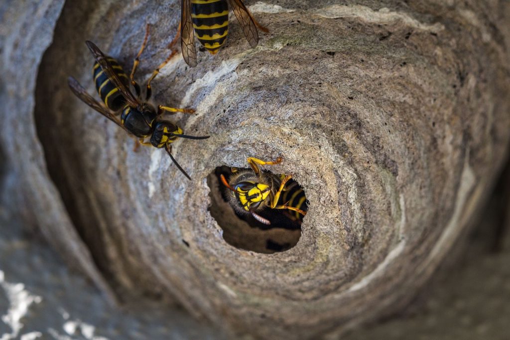 wasp, insect, animal, sting, nature, insects, macro, nest, close up, wasp nest, macro shot, true wasp, peaceful wasps, wasp nest, wasp nest, wasp nest, wasp nest, wasp nest